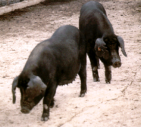 Two black pigs with floppy ears standing in dirt.