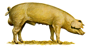 A white boar pig with floppy ears.