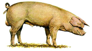 A white, floppy eared French Landrace swine.
