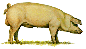 A white, floppy eared German Landrace swine.