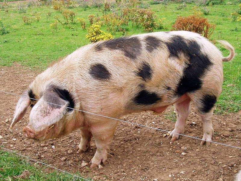 A black and white Gloucestershire Old Spot pig standing behind a fence.