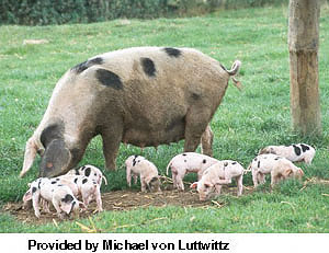 A grey, spotted sow with a litter of white pigs with black spots standing in the grass with "Provided by Michael von Luttwittz" at the bottom.