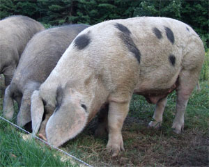 Three grey pigs with black spots eating off the ground.