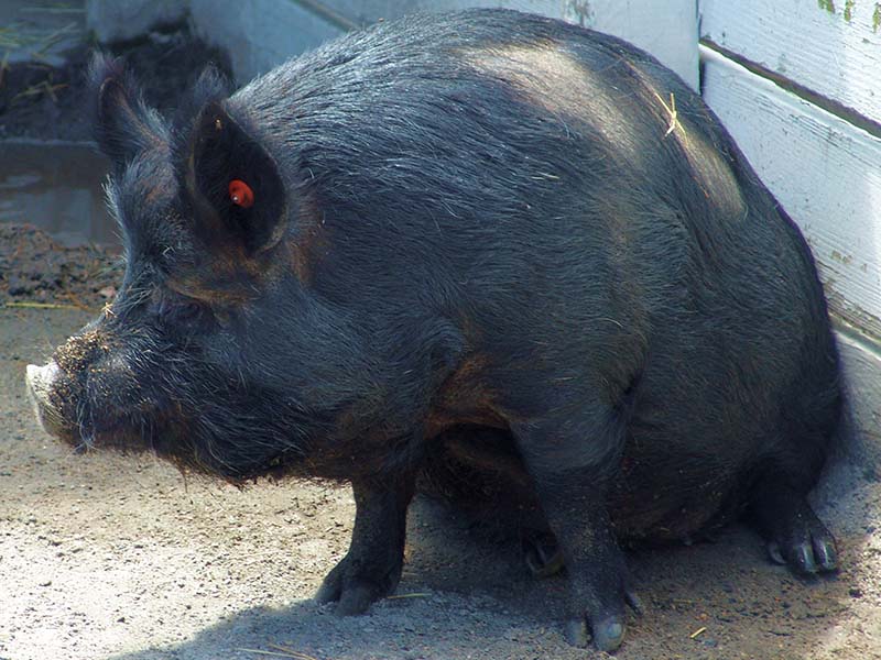 A long haired, black pig sitting on concrete.
