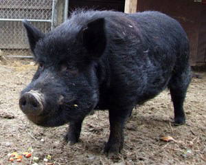 A solid black pig with erect ears standing in dirt.