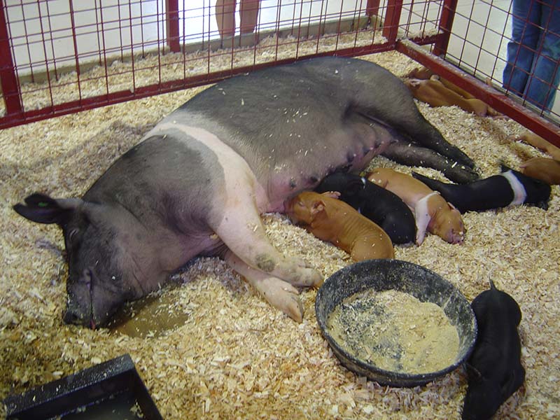 A black pig with a white stripe with red and black piglets nursing.
