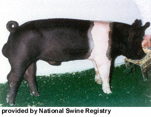 A black pig with a white belt around its shoulders and front legs with "provided by the National Swine Registry" at the bottom.