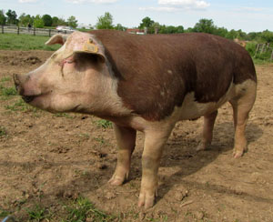 A red pig with a white head and feet and floppy ears.