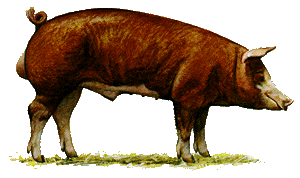 A red pig with a white face and feet.