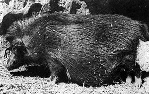 A long-haired, black pig.
