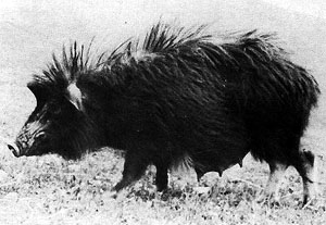 A black pig with long hair.