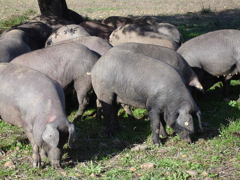 Many black pigs standing together in the sun.