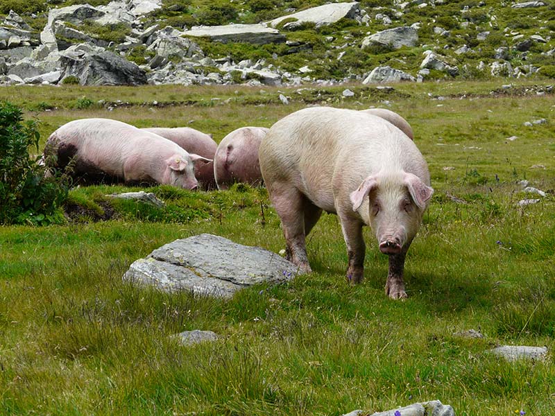 Italian landrace pigs in a field of grass.