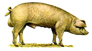 A white, floppy-eared boar pig.