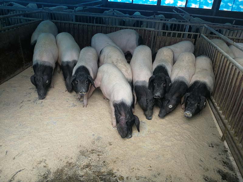 White and black pigs standing in a pen.