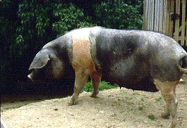 A floppy-eared, black pig with a white belt around the shoulders and front legs.