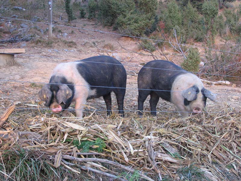 Two Krskopolje pigs in a pen.