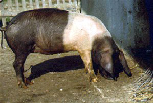 A black, floppy-eared pig with a white belt around the shoulders and front legs.