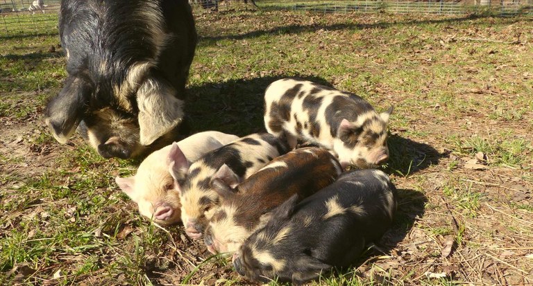 A littler of Kunekune pigs rooting the ground.