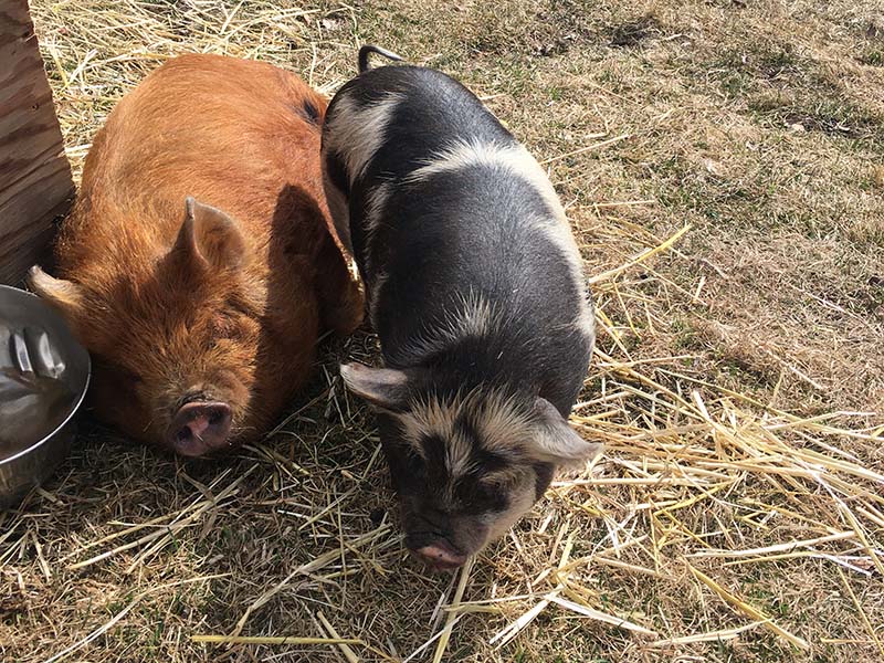 Two kunekune pigs in a pen.