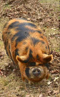 An orange pig with black spots and erect ears.