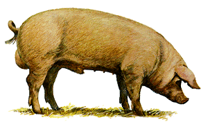 A white Lacombe swine graphic.