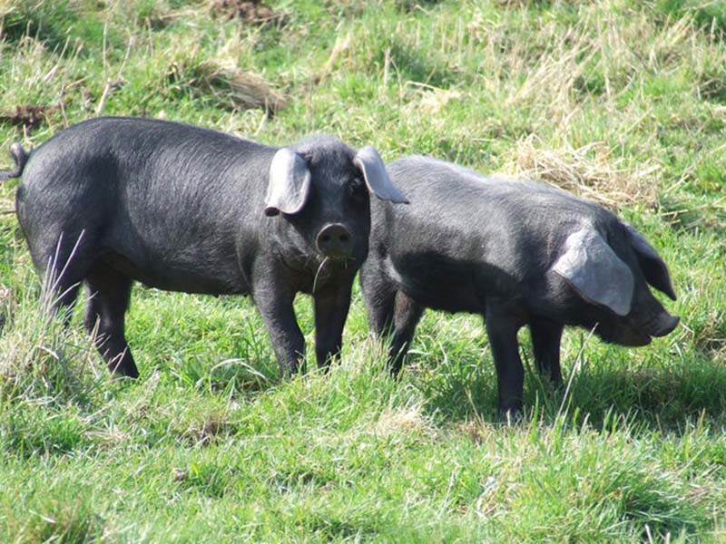 Large black pigs in a grass field.