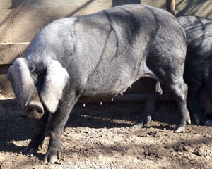 A solid black pig with floppy ears.