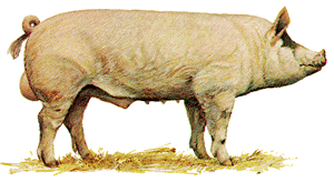 A white Large White swine with erect ears.