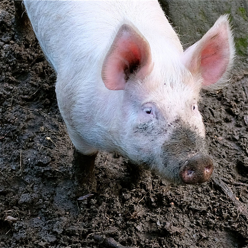 A large white pig in wallow.