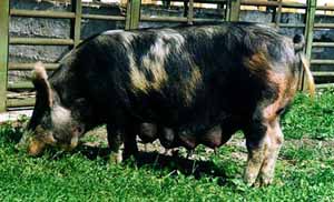 A black pig with white spots standing in grass.