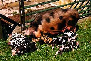 A red and black spotted pig standing in the grass with a litter of black and white spotted baby pigs.
