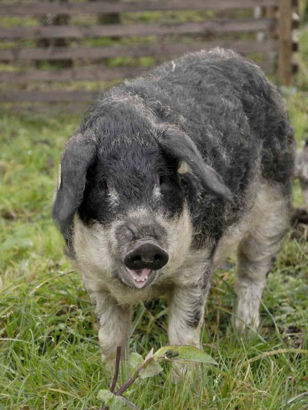 A Mangalitza pig standing in the grass.