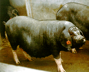 A black pig with floppy ears and a white spot in its ribs.