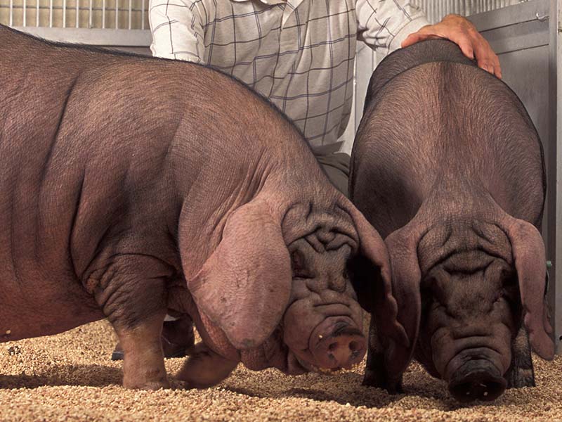 Two Meishan pigs smelling the ground.