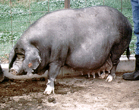 A pregnant Meishan pig with floppy ears.
