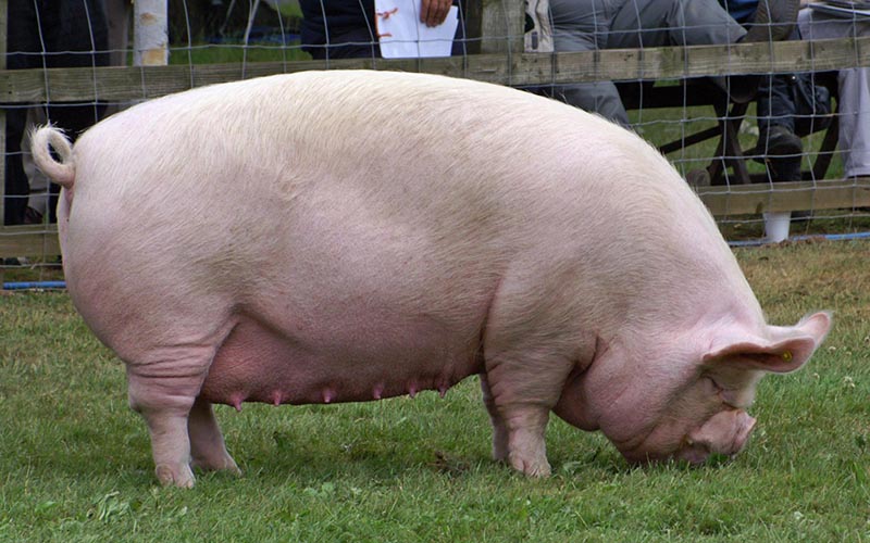A middle white pig eating grass.