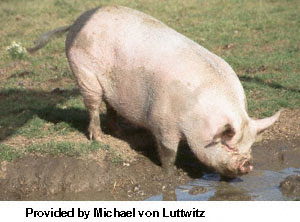 A white pig drinking out of a puddle with 'Provided by Michael von Luttwitz" at the bottom.