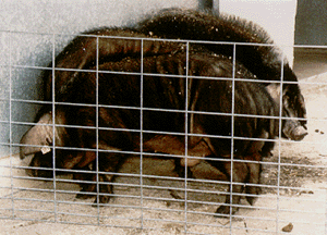 Black, long-haired pigs with floppy ears behind a panel.