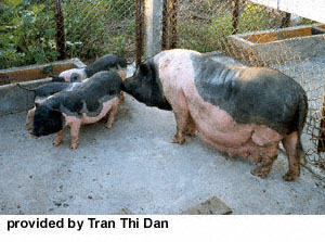 Black and white pigs in a pen with a concrete floor with "provided by Tran Thi Dan."