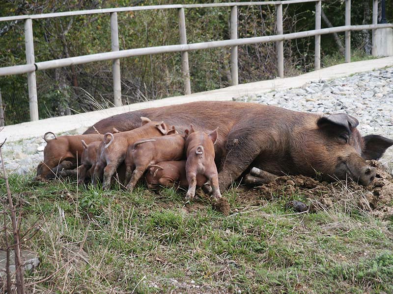 A Mora Romagnola pig and her piglets.