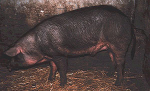 A red pig with floppy ears.