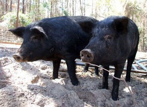 Two solid black pigs standing by a stick.
