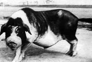 A black and white pig with floppy ears.