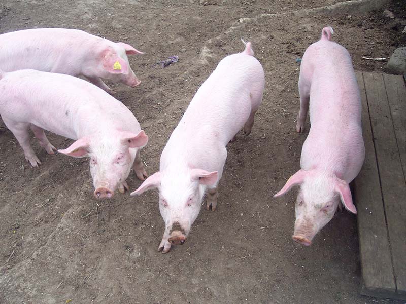 Four Norwegian Landrace pigs standing in dirt.