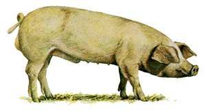 A white Norwegian Landrace pig with floppy ears.