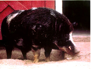 A black pig with white spots and long hair.