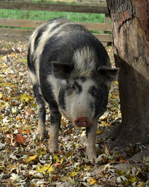 A black pig with white spots and erect ears.
