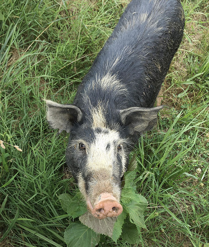 An Ossabaw Island pig standing on grass.