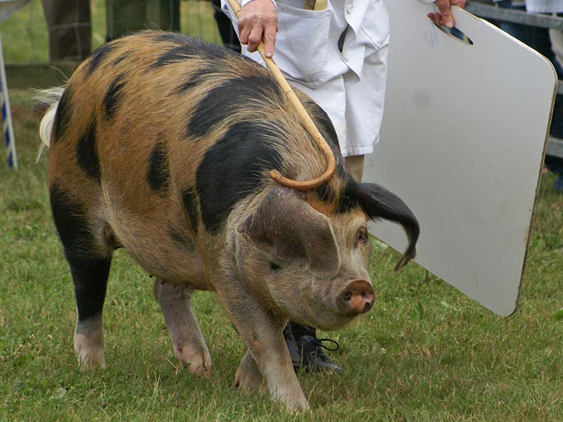 An Oxford Sandy and Black pig walking in the grass.